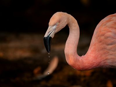 Close up of a glass of water on dark desk